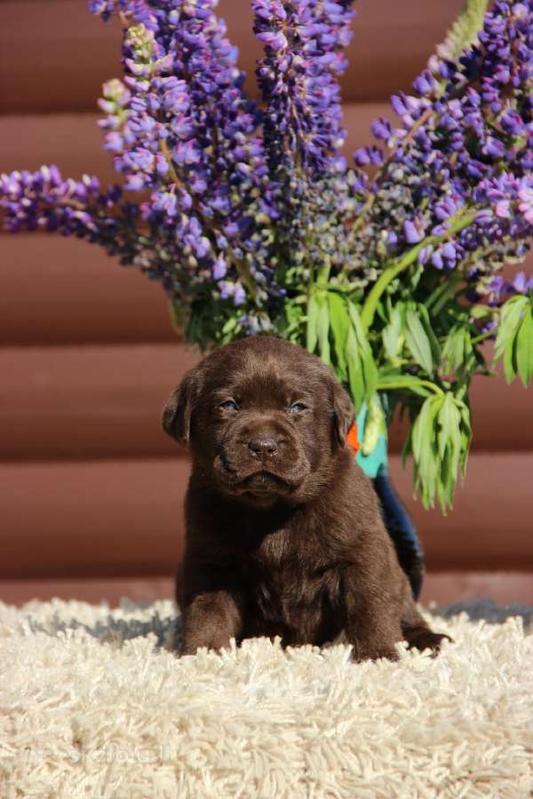 Kilmingi labradoro retriveriai - nuotraukos Nr. 14