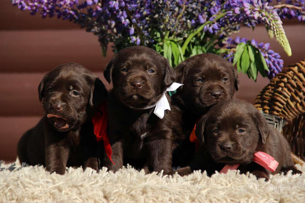 Kilmingi labradoro retriveriai - nuotraukos Nr. 5