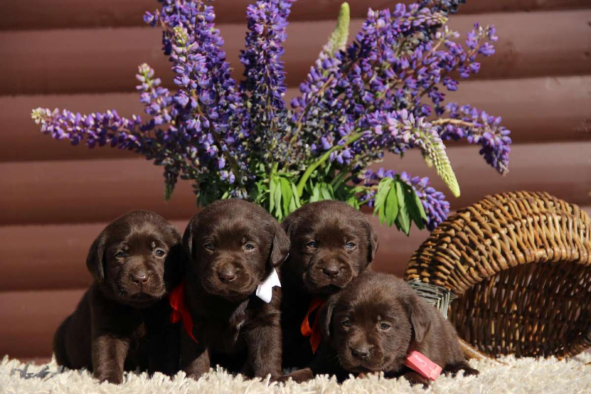 Kilmingi labradoro retriveriai - nuotraukos Nr. 8
