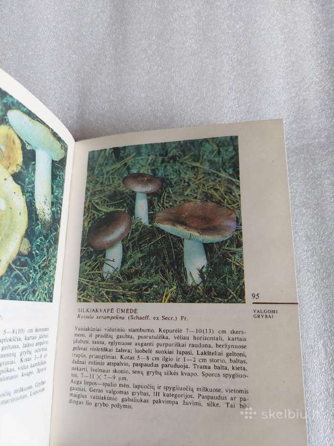 Grybai - nuotraukos Nr. 5