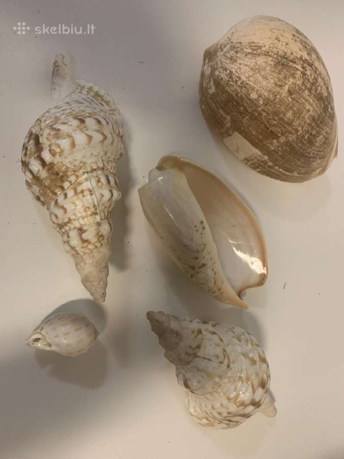 Jūros kriaukles