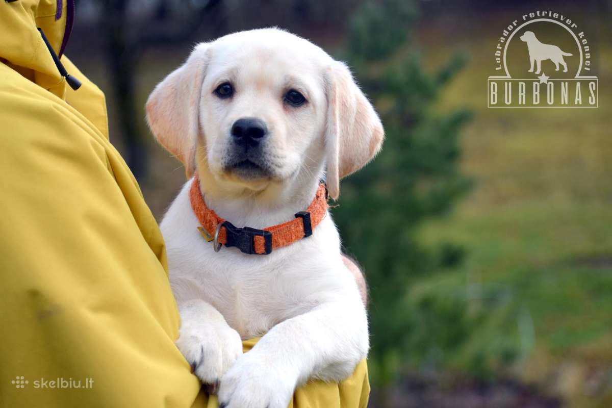 Labradorų veislynas "Burbonas"! Spali bus vada! - nuotraukos Nr. 17