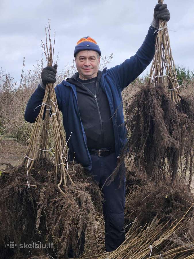 Lazdyno riešutų sodinukai Lazdynu sodinukai
