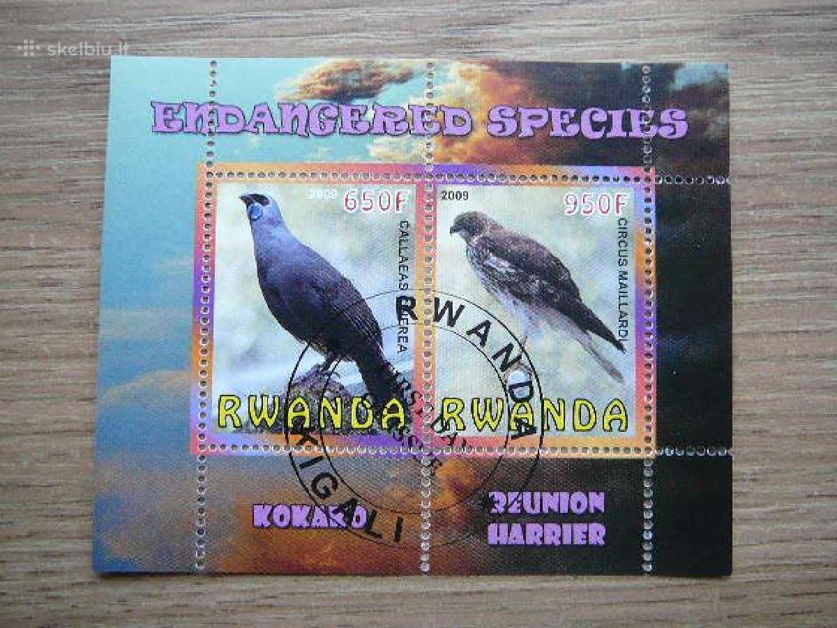 Ereliai Pauksciai Ruanda 2009 antsp. s372