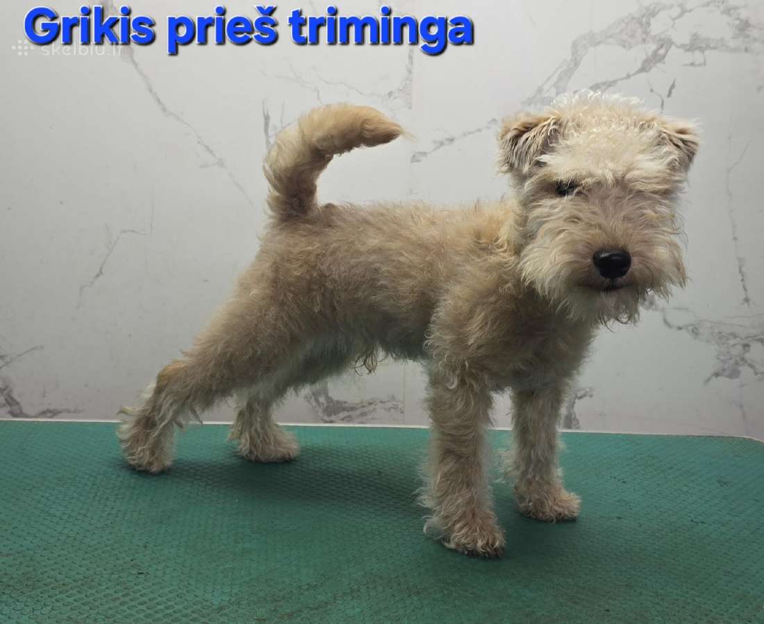 Šunų kirpimas trimingavimas Išoruose - nuotraukos Nr. 2