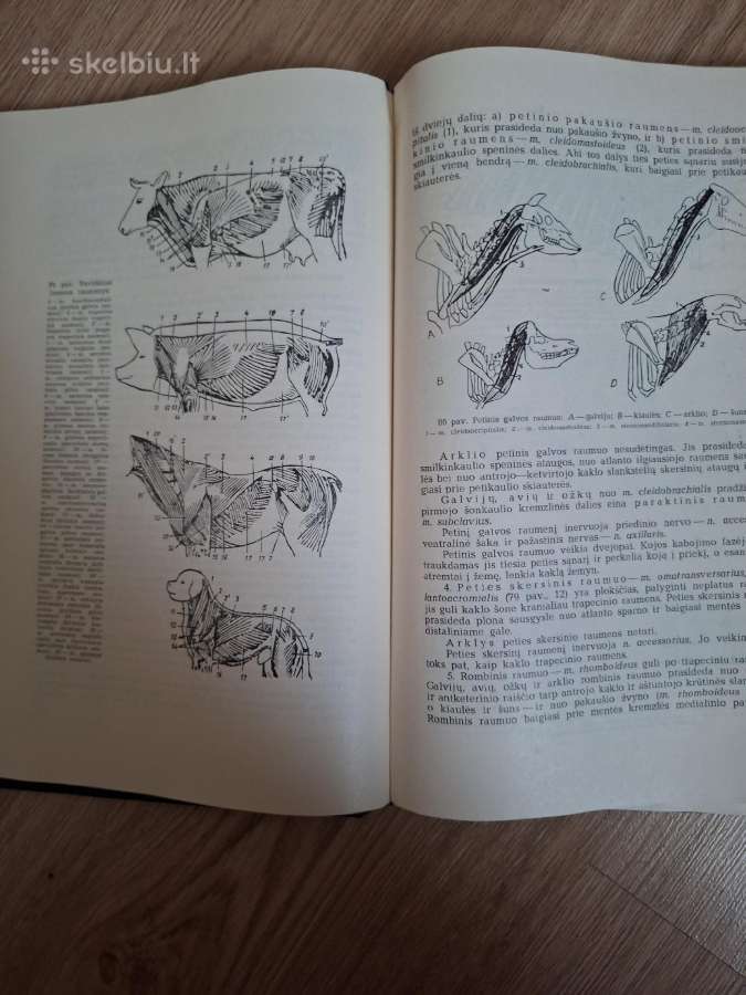 Žemės ūkio gyvulių anatomija. A. Pabijanskas - nuotraukos Nr. 3