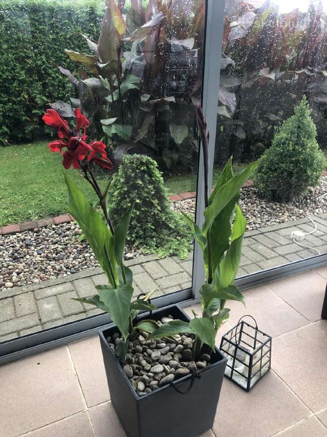 Canna musifolia - nuotraukos Nr. 2