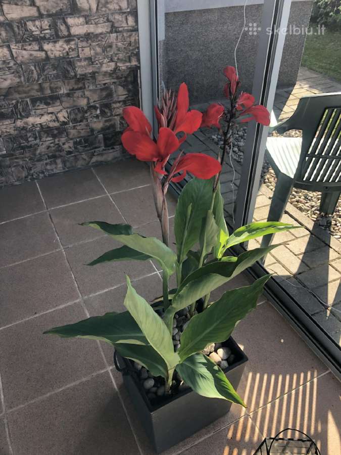 Canna musifolia - nuotraukos Nr. 3