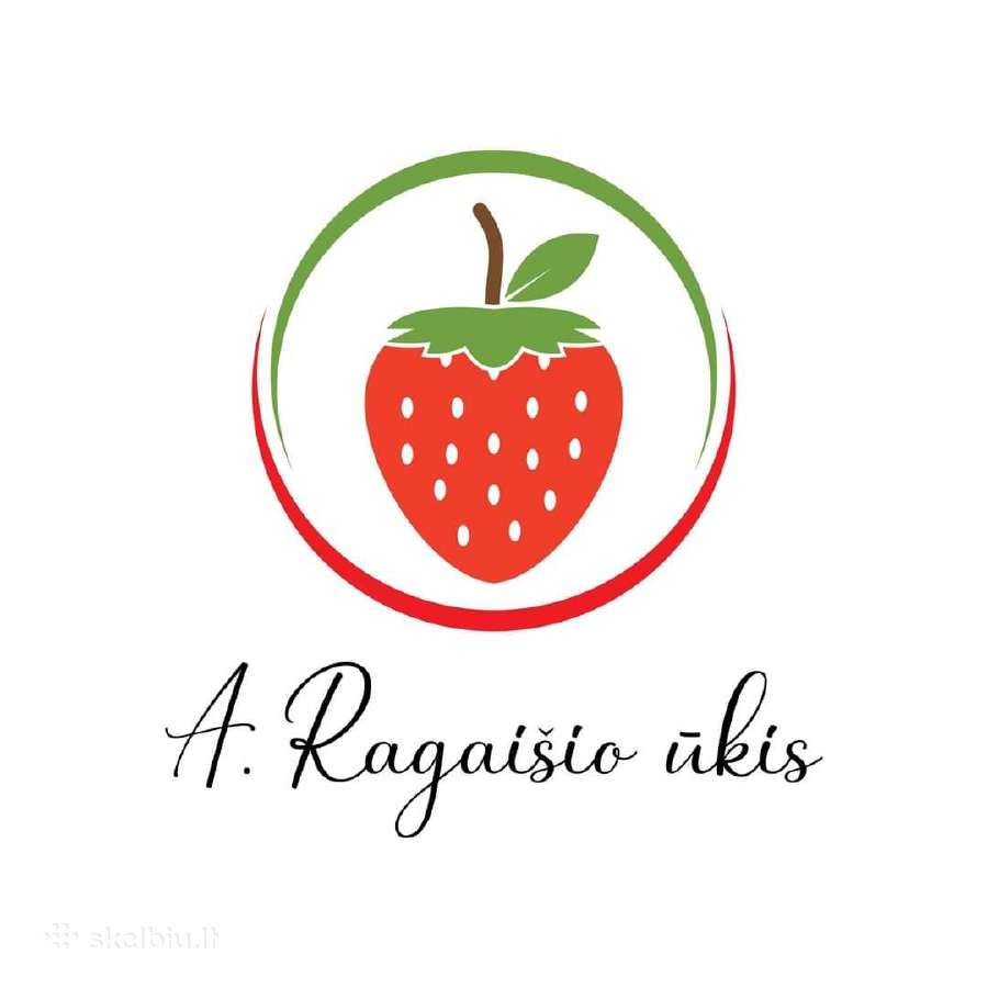 Šaldyti ( Frigo ) braškių daigai - nuotraukos Nr. 5