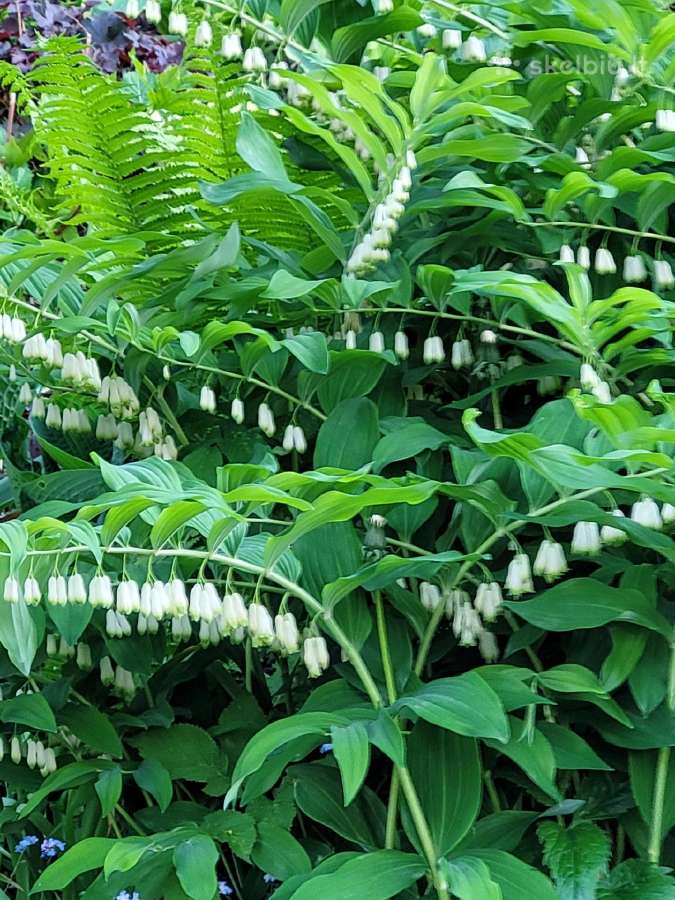 Parduodu melsves (hosta) ir pavėsio augalus - nuotraukos Nr. 33
