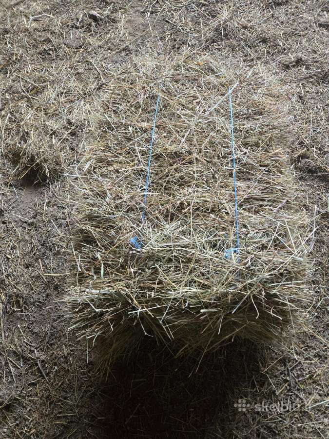 Šienas kitkomis ir avižas. Galu atvežti - nuotraukos Nr. 14