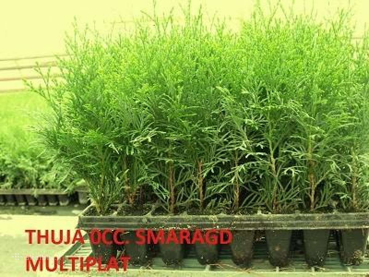 Tujos Smaragd, 1,5 metai, kitas - 0,18€