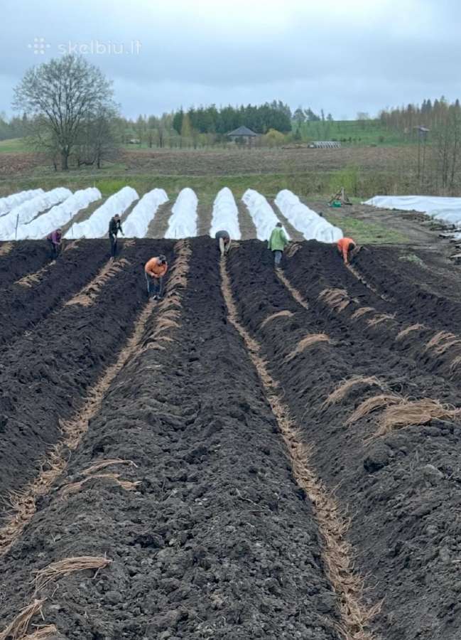 Smidrų (šparagų) daigai – patikrinti, sertifikuoti - nuotraukos Nr. 9