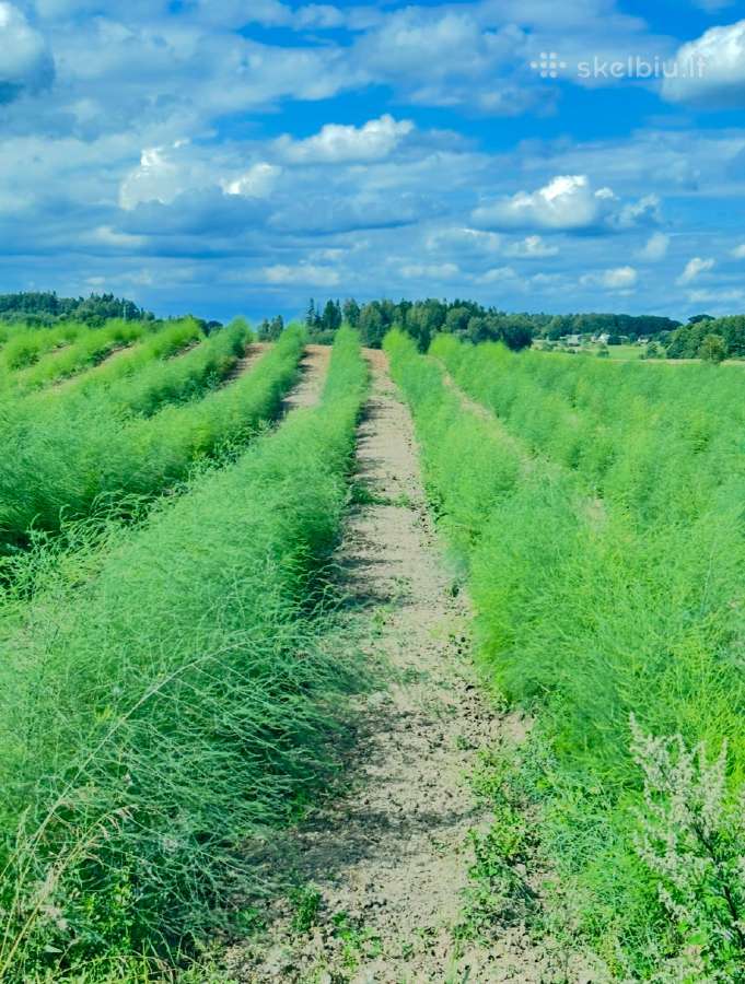 Smidrų (šparagų) daigai – patikrinti, sertifikuoti - nuotraukos Nr. 13