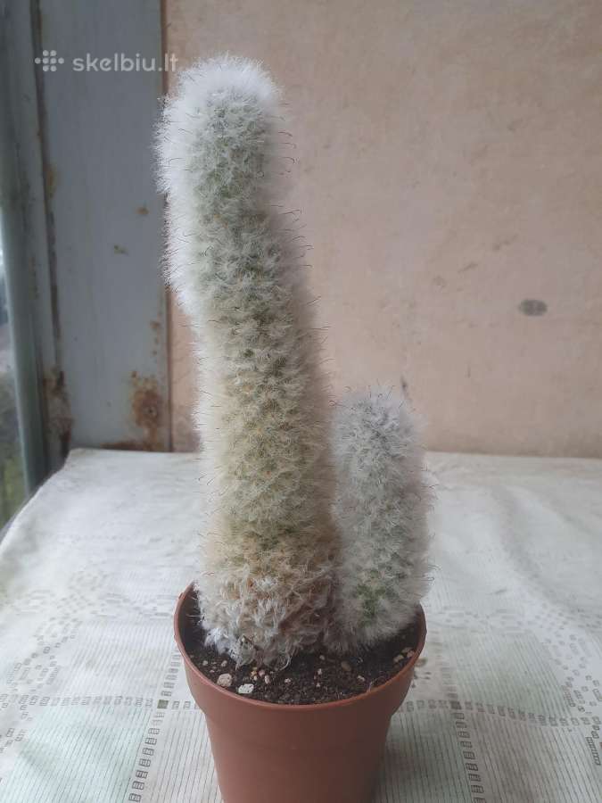 Kaktusas