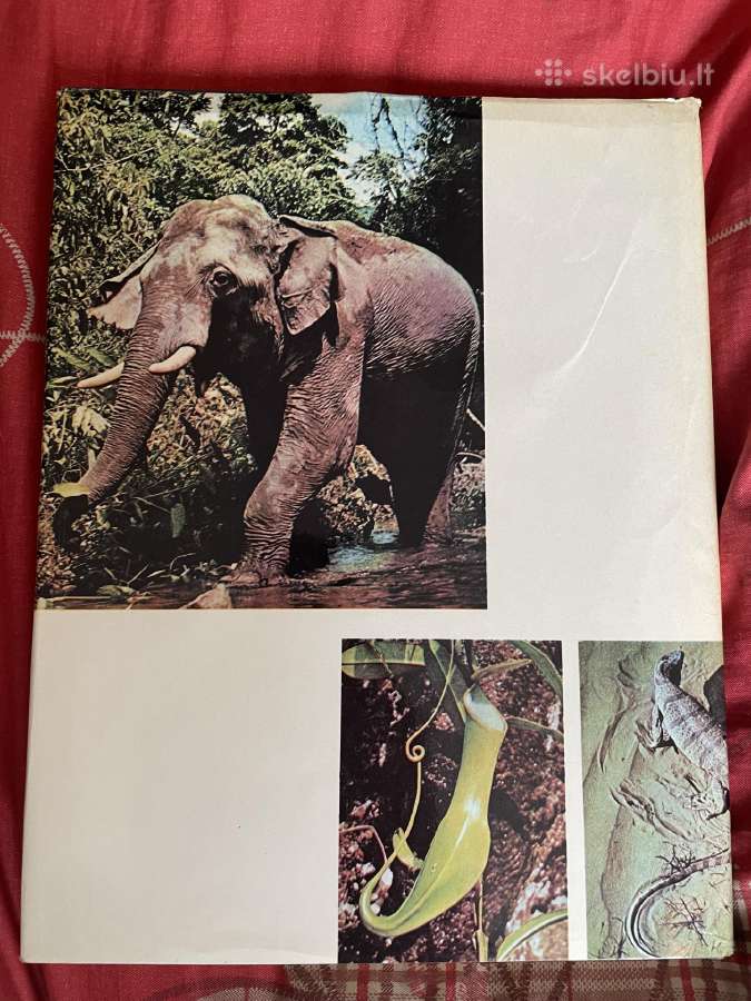 Azija storas albumas - nuotraukos Nr. 7