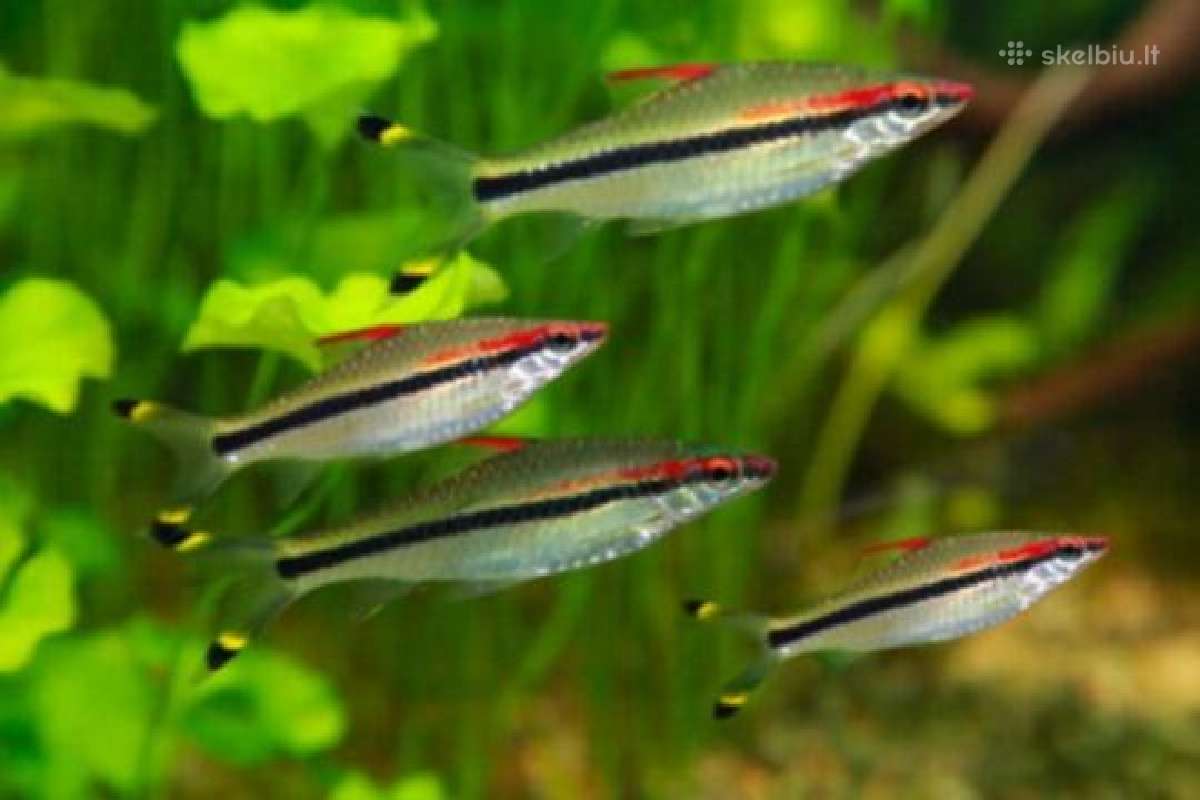 Įv. akvariuminės žuvelės Šiauliuose - nuotraukos Nr. 12