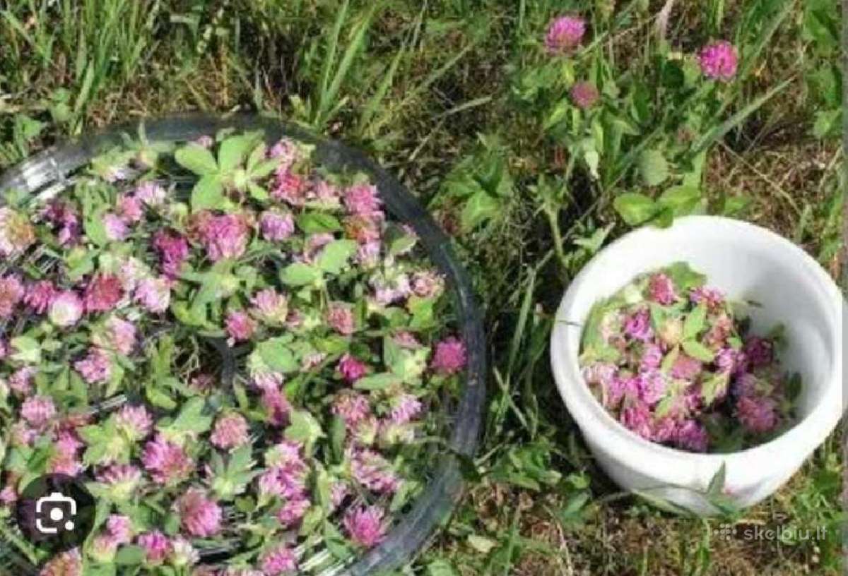 Parduodami raudonieji dobilai ir įvairūs mišiniai
