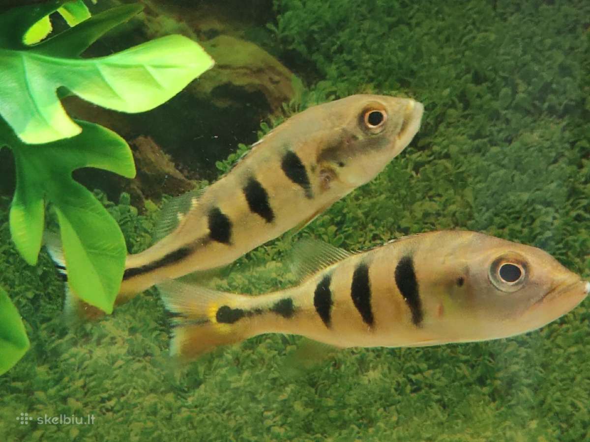 Parduodamos žuvys Cichla orinocensis (orinoco) - nuotraukos Nr. 2