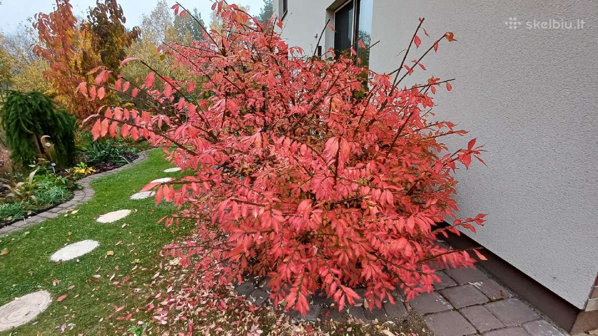 Daugiamečiai augalai - nuotraukos Nr. 12