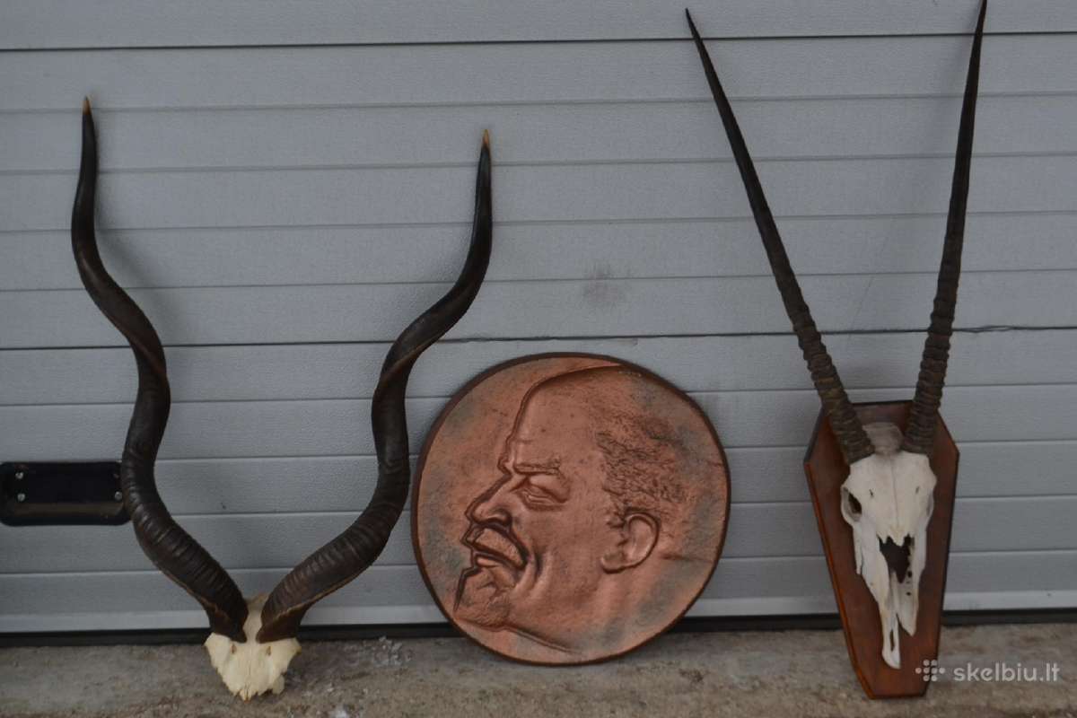 Ragai is Afrikos,pirmu nera