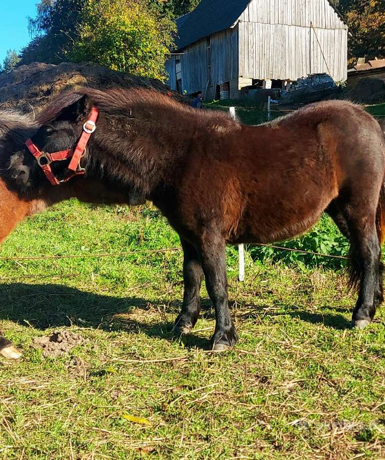 Poni kumelaitės - nuotraukos Nr. 4