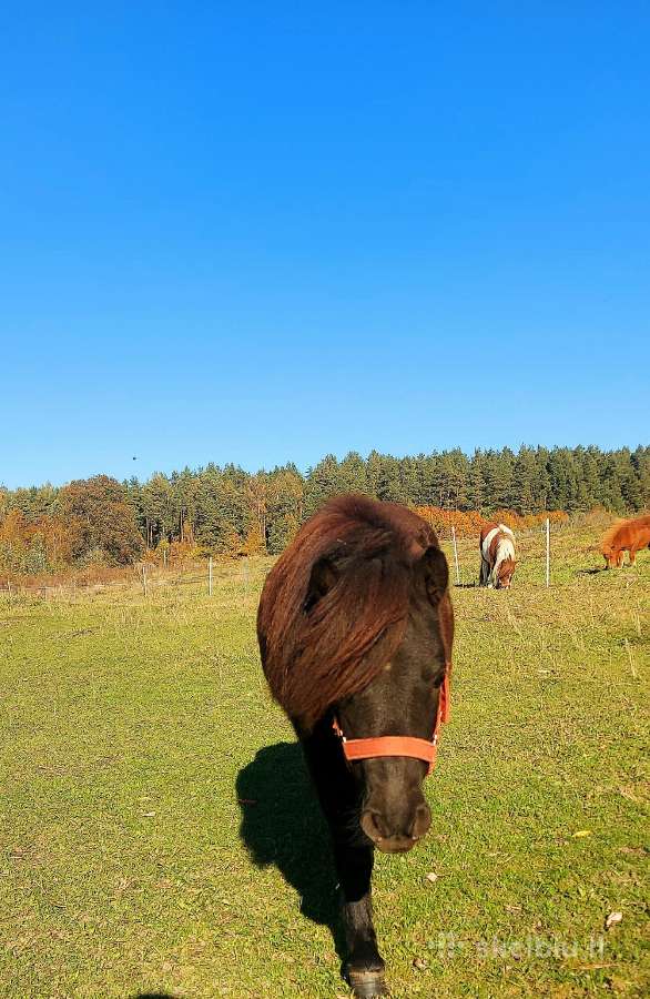 Poni kumelaitės - nuotraukos Nr. 2