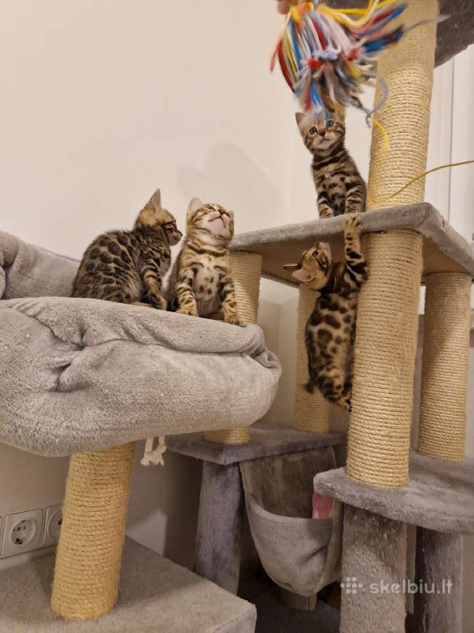 Kilmingi bengalijos katinėliai - nuotraukos Nr. 9