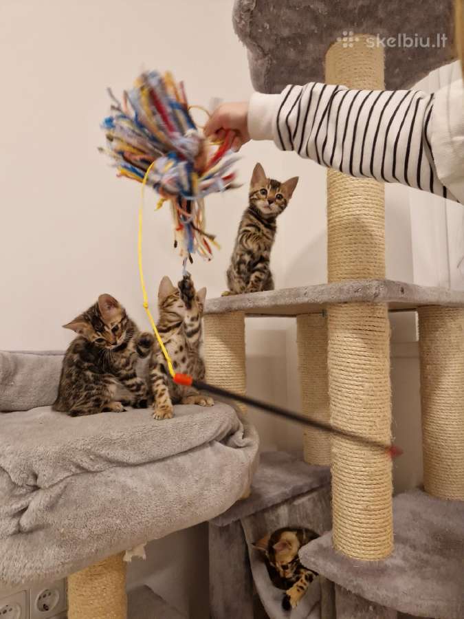 Kilmingi bengalijos katinėliai - nuotraukos Nr. 3