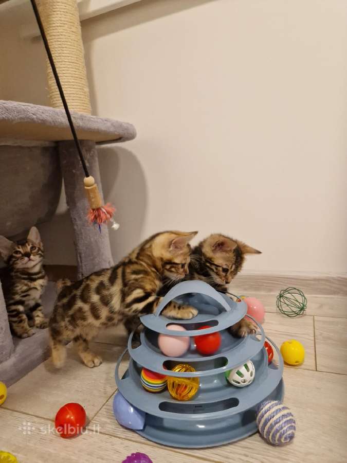 Kilmingi katinėliai - nuotraukos Nr. 4