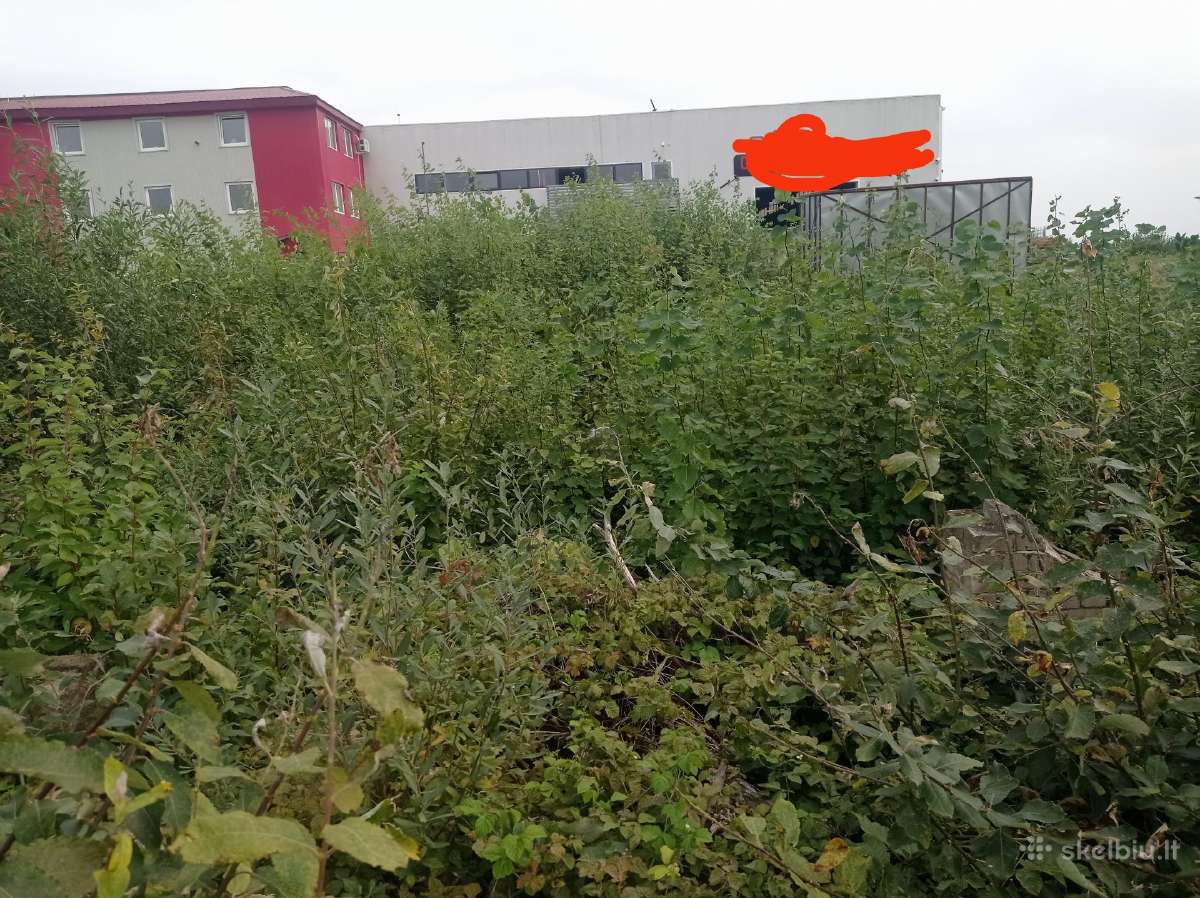 Malkos skaldytos ir kaladem. Aplinkos tvarkymas. - nuotraukos Nr. 10