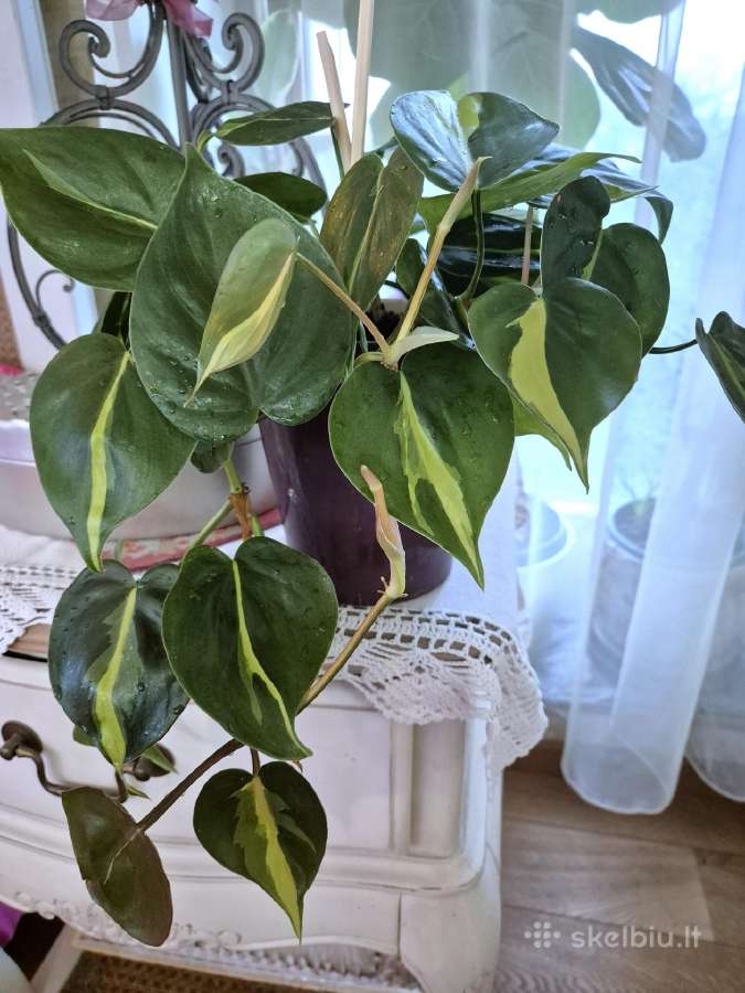 Kambarine gele vijokline."philodendrum Brazil".