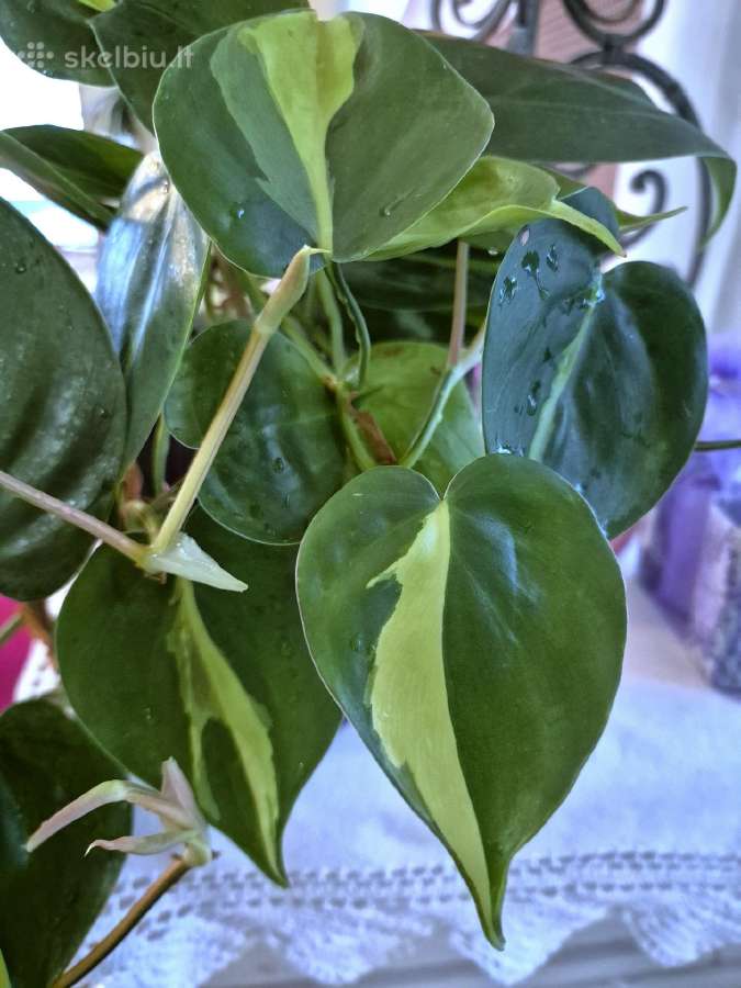 Kambarine gele vijokline."philodendrum Brazil". - nuotraukos Nr. 2