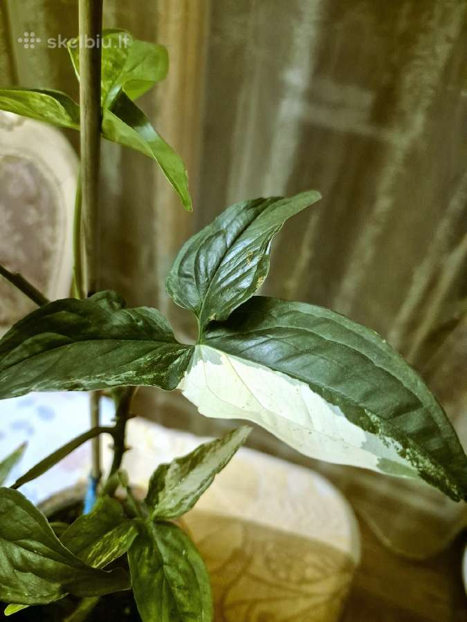 Kambarinė gėlė "Singonium podophyllum variegata".