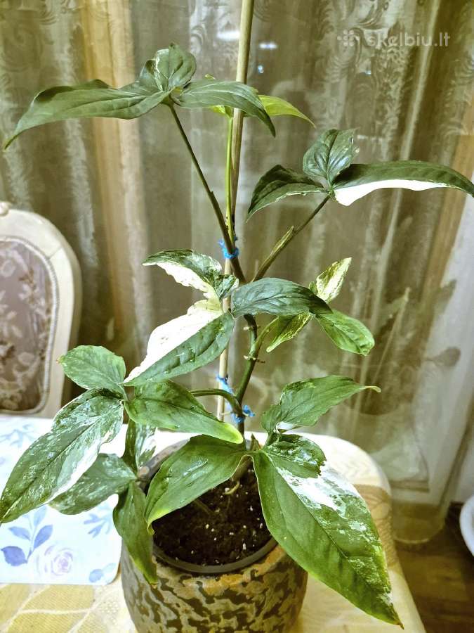 Kambarinė gėlė "Singonium podophyllum variegata". - nuotraukos Nr. 2