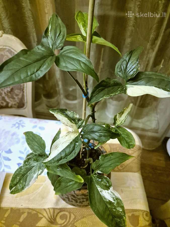Kambarinė gėlė "Singonium podophyllum variegata". - nuotraukos Nr. 4