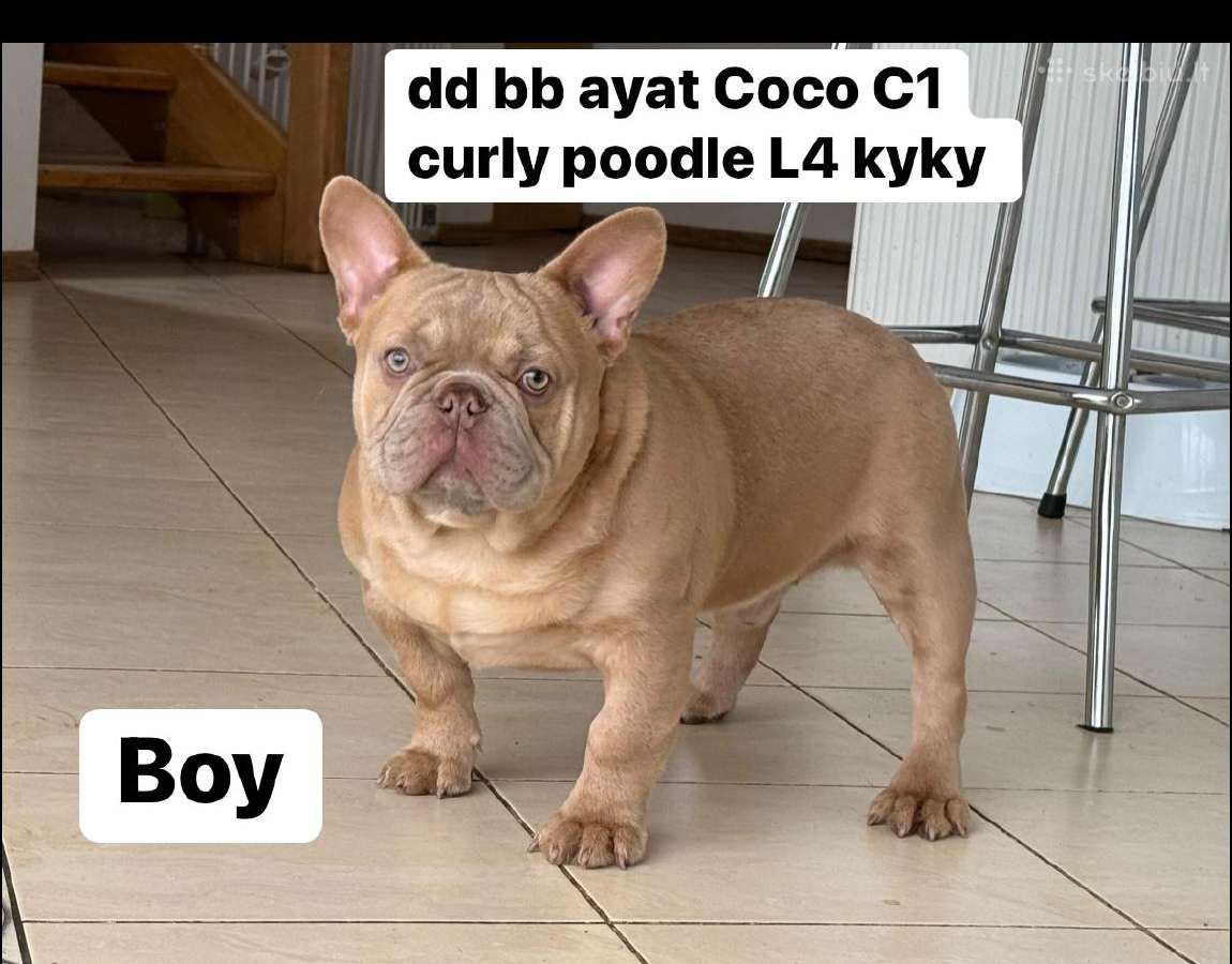 Kilmingii melynakis prancuzu buldogai