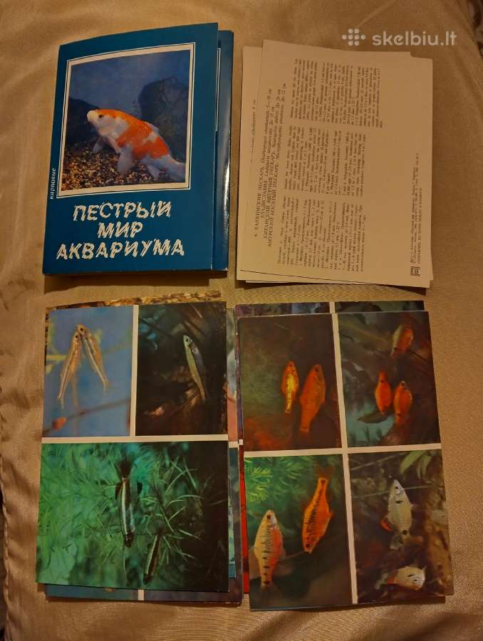 Atvitukai- akvariumo žuvys