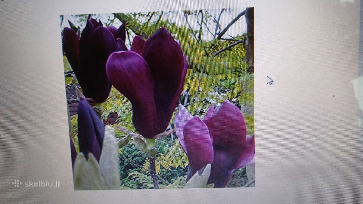 Magnolijos - nuotraukos Nr. 11
