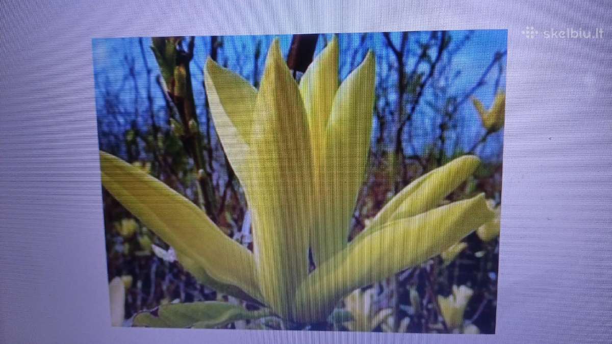 Magnolijos - nuotraukos Nr. 12