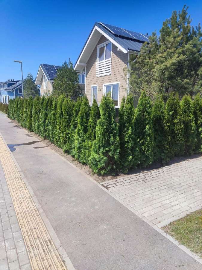 Smaragd tujos – rudens išpardavimas 70-250 cm. - nuotraukos Nr. 4