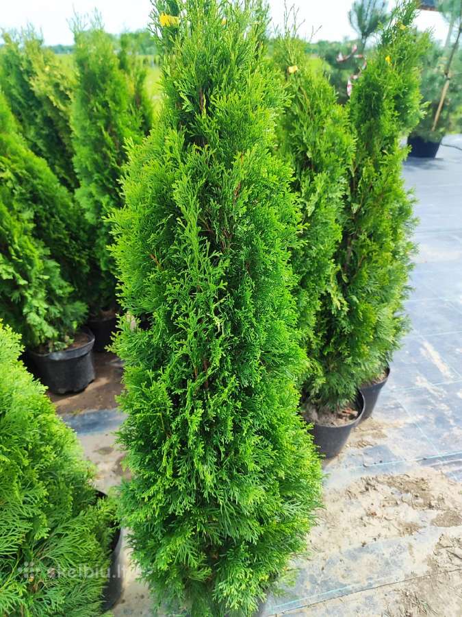 Smaragd tujos – rudens išpardavimas 70-250 cm. - nuotraukos Nr. 2