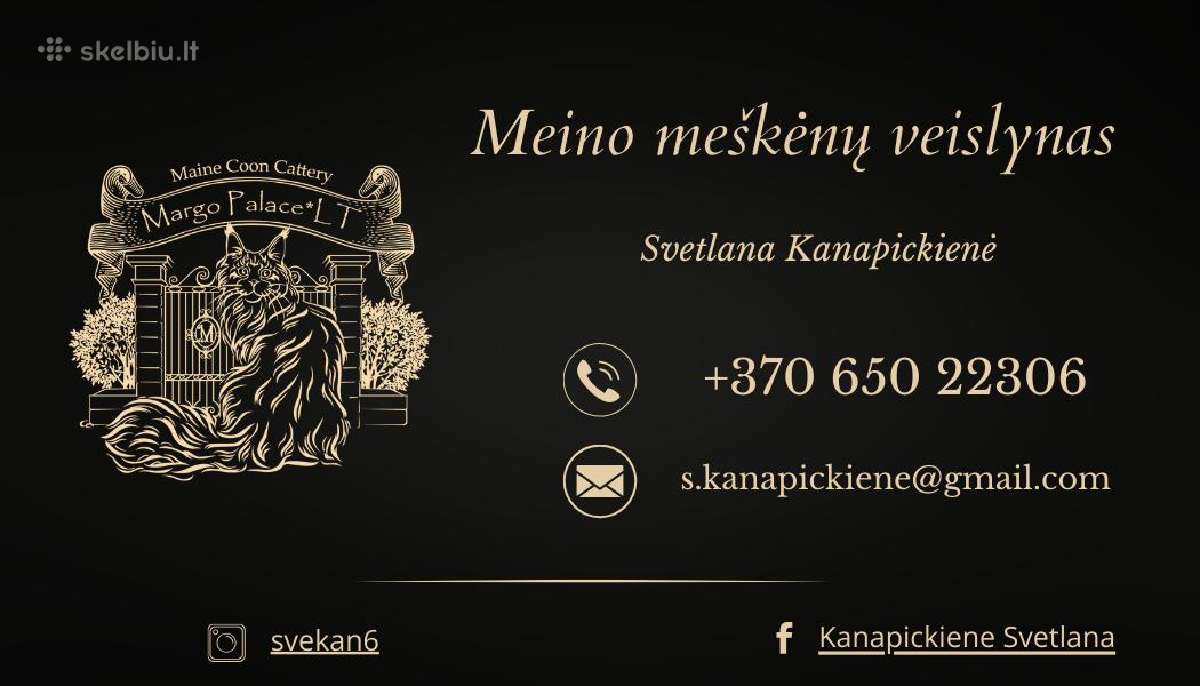 Meino meškėnų veislės kačiukai - nuotraukos Nr. 29