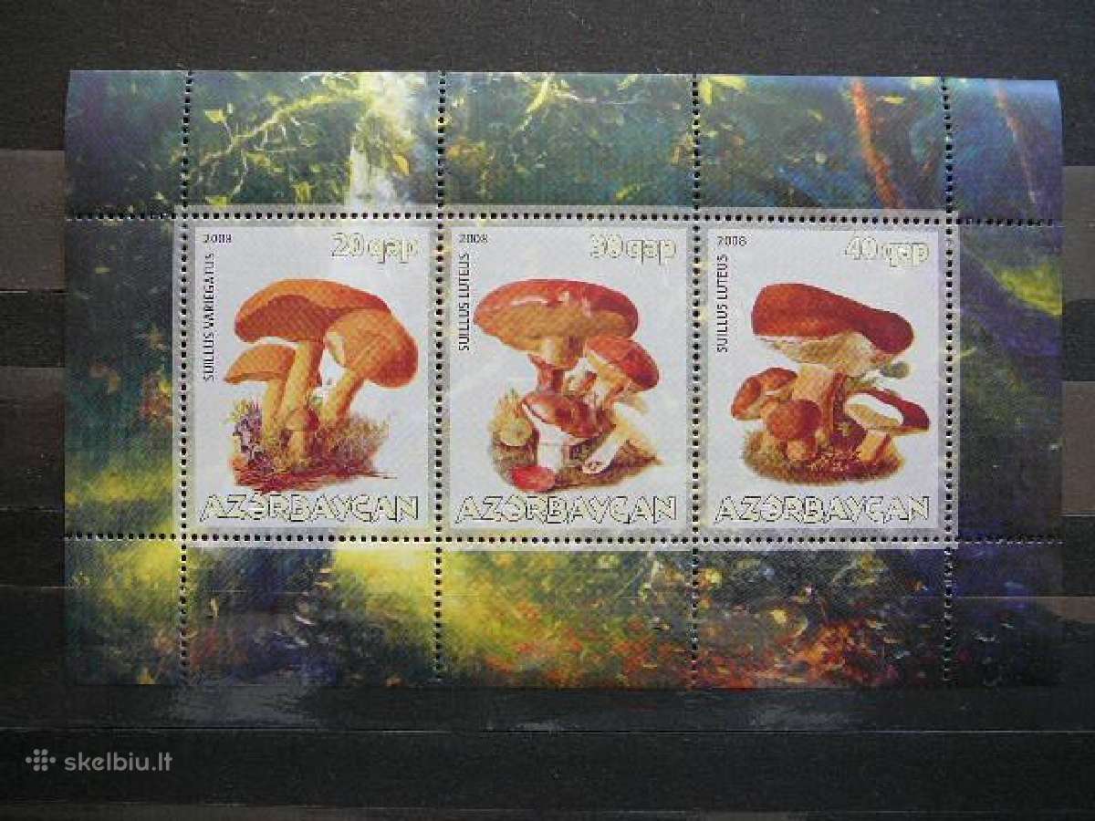 Grybai Azerbaidzanas 2008 Mnh az452