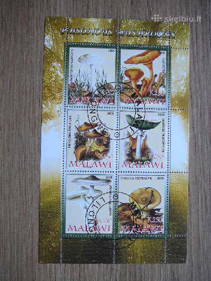 Grybai Malavis 2008 antsp. s328