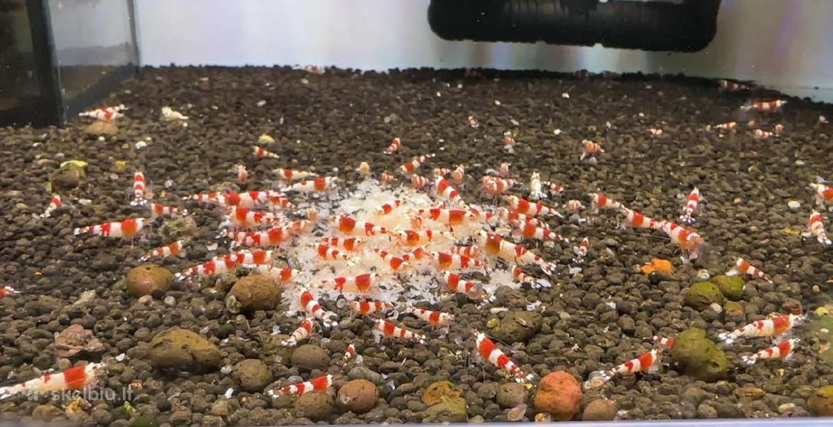 Crystal red shrimp