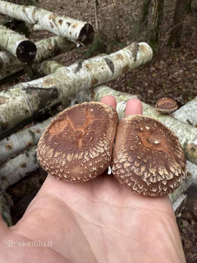 Shiitake grybai. Auginimas, rąstelių paruošimas, - nuotraukos Nr. 6