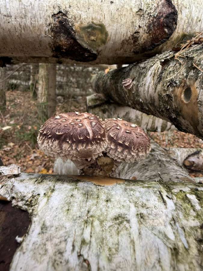 Shiitake grybai. Auginimas, rąstelių paruošimas, - nuotraukos Nr. 7