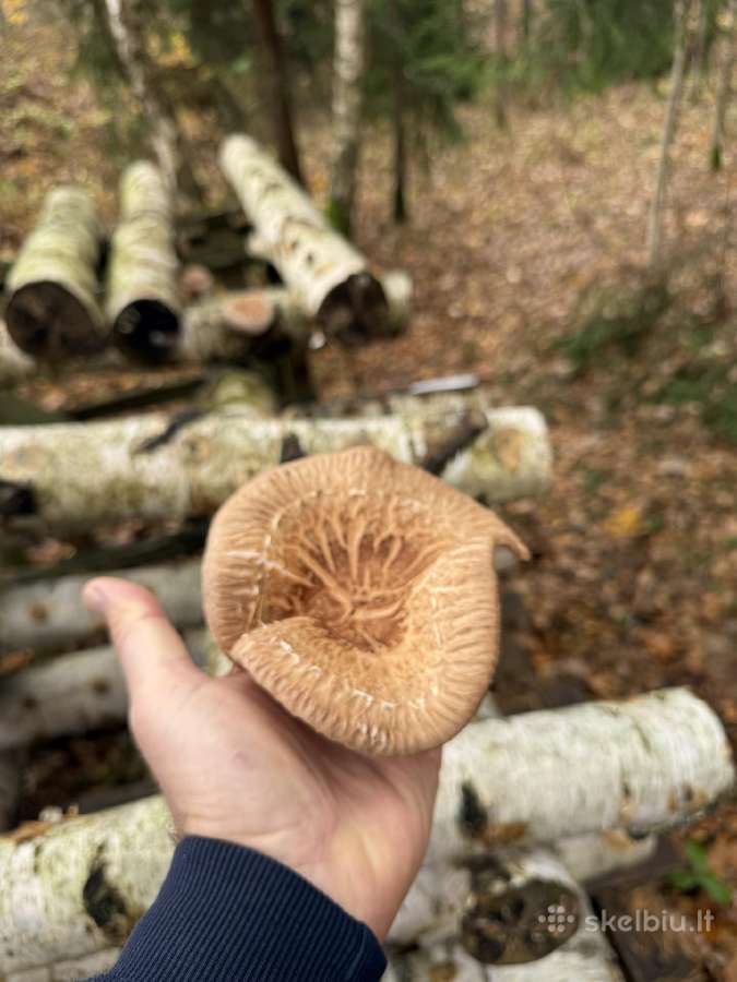 Shiitake grybai. Auginimas, rąstelių paruošimas, - nuotraukos Nr. 4