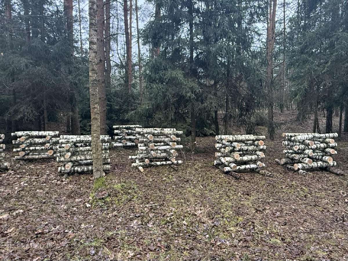 Shiitake grybai. Auginimas, rąstelių paruošimas, - nuotraukos Nr. 9